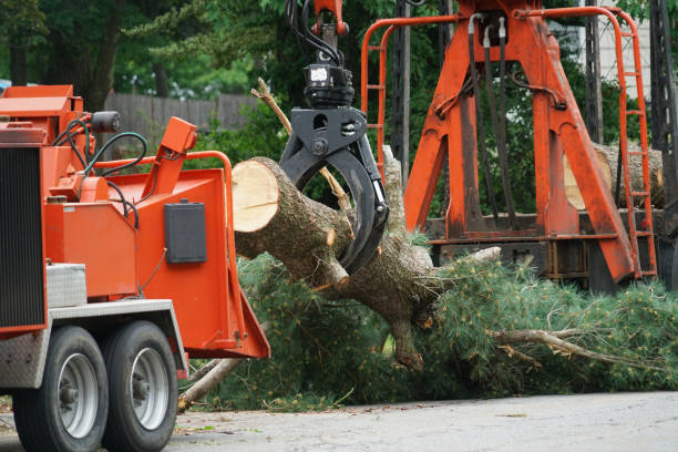 Best Tree Care Services  in Ardmore, AL